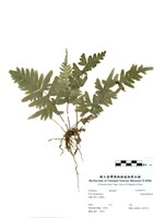 藏品(半邊羽裂鳳尾蕨)的圖片